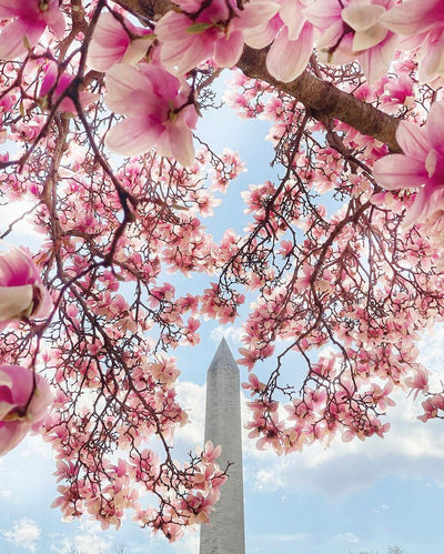 The 8 Best Instagram Spots in DC